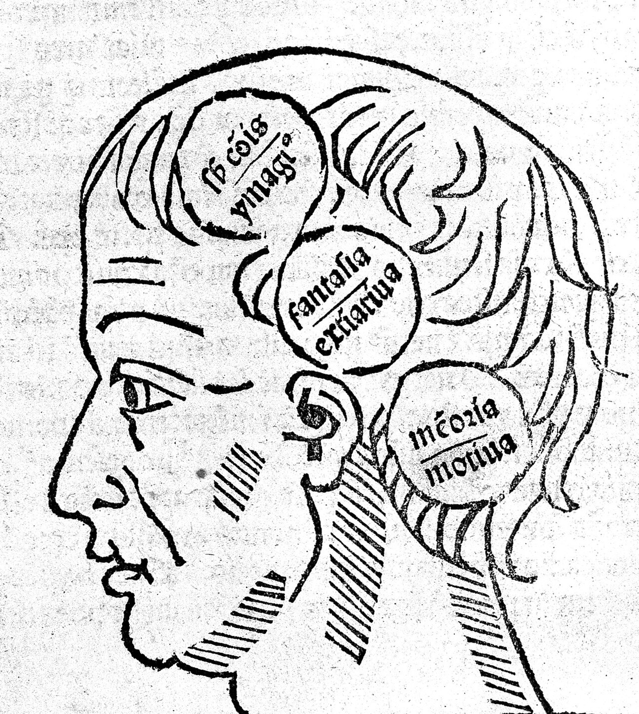 Historyczna ilustracja anatomiczna ludzkiego mózgu