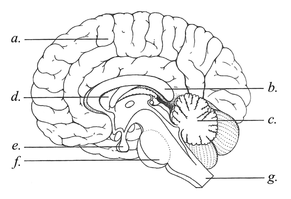 Anatomiczny rysunek ludzkiego mózgu z widocznymi strukturami