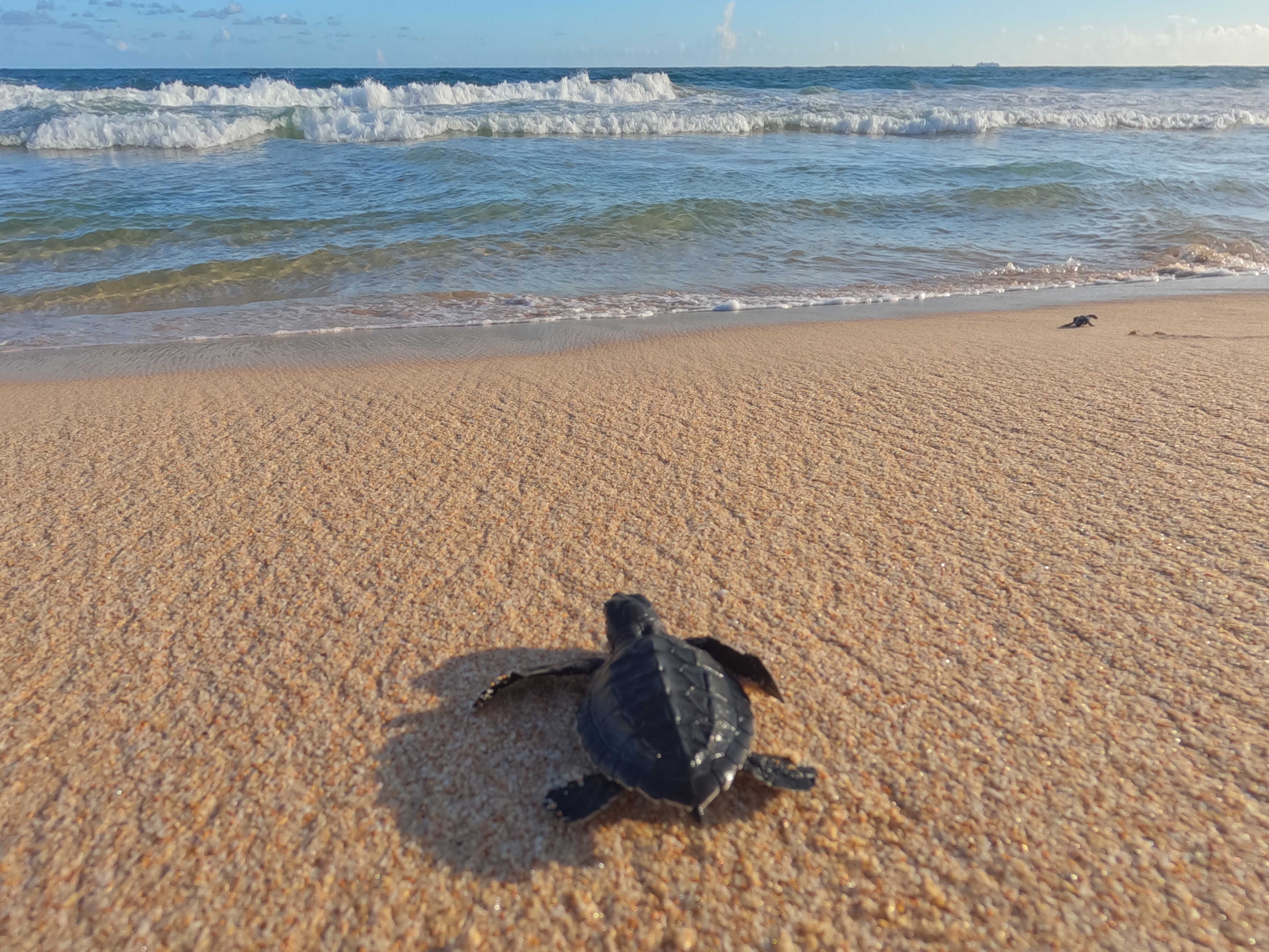 Młody żółw morski pełznie po piasku w stronę oceanu; w tle fale i linia horyzontu